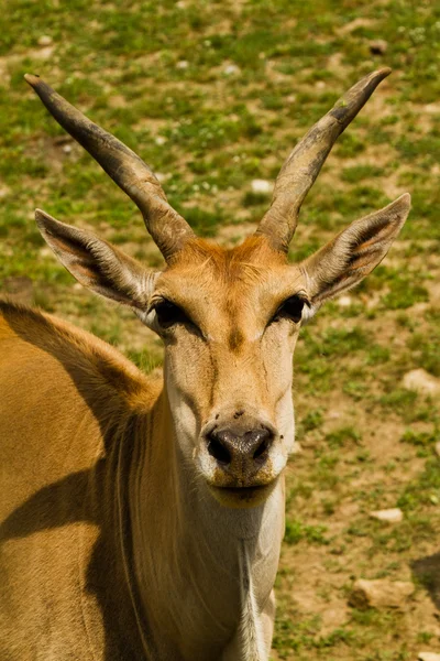 Roe deer in the wild — Stock Photo, Image