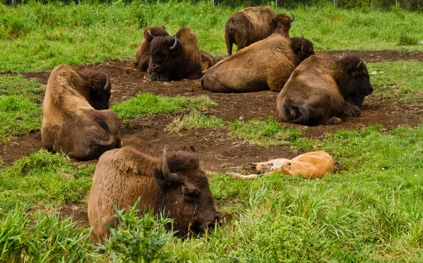 Bison vilar i naturreservat — Stockfoto