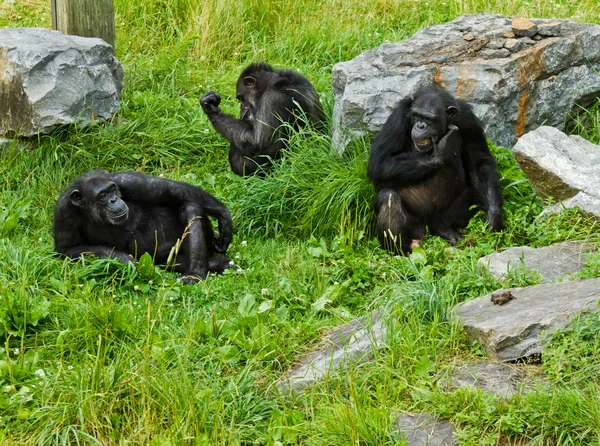 Üç maymun — Stok fotoğraf