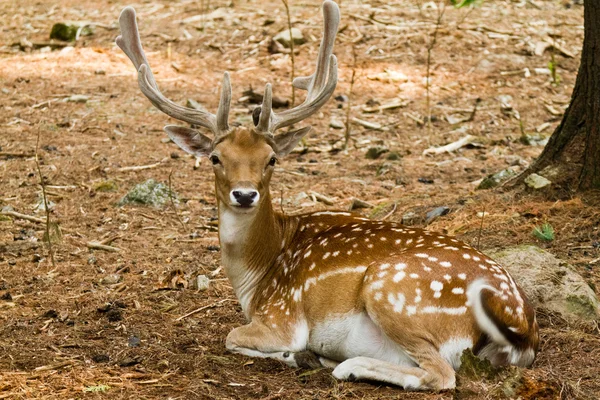 Fallow deer in forest — Stock Photo, Image
