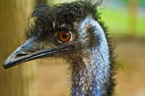 Bird close-up — Stock Photo, Image