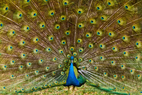 Beautiful peacock feathers — Stock Photo, Image