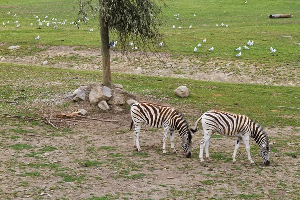 Зебра пасущаяся в заповеднике — стоковое фото
