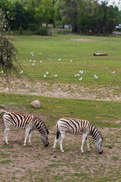 Zebras grasen im Reservat — Stockfoto