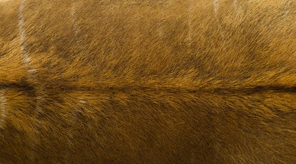 动物皮毛纹理 — 图库照片