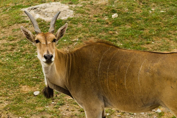 Roe deer in the wild — Stock Photo, Image