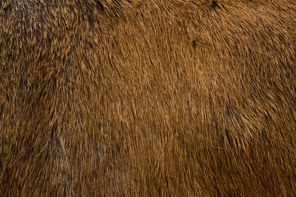 Animal fur texture — Stock Photo, Image