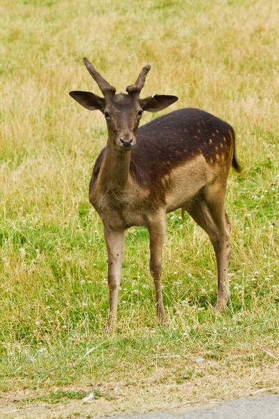 Viltlevende hjort i naturen – stockfoto