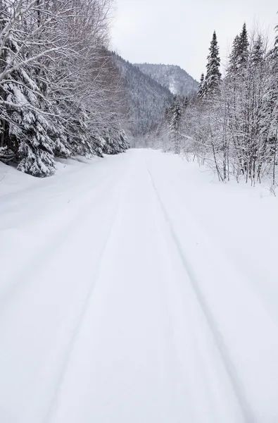 Foresta innevata — Foto Stock