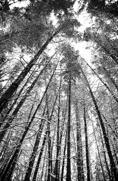 Snöig skog — Stockfoto