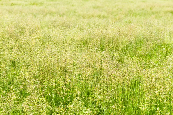 Fältet gräs — Stockfoto