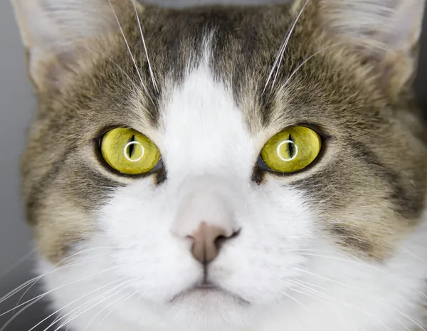 Yellow cat 's eyes — стоковое фото
