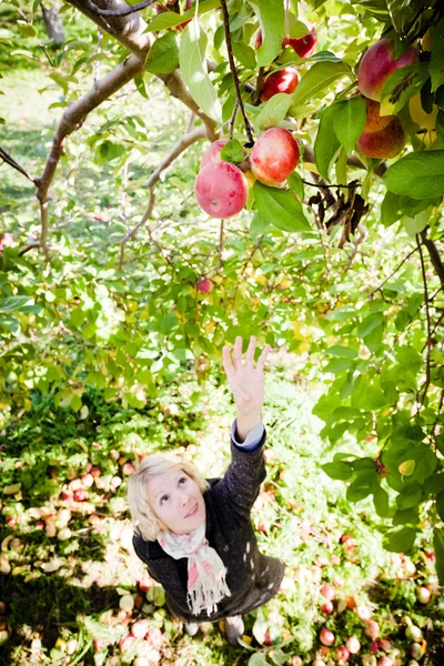Девушка тянется к ветке с яблоками — стоковое фото