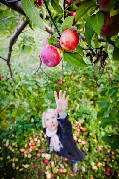 Fille atteindre une branche avec des pommes — Photo
