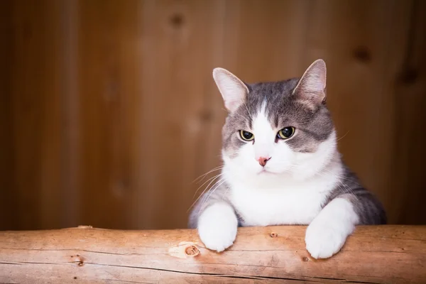 Cat guardando — Foto Stock