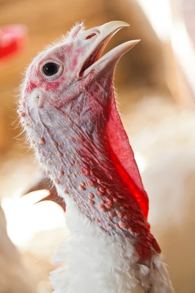 Primer plano de un pavo —  Fotos de Stock