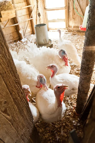 Close-up of turkeys on the farm — Stock Photo, Image