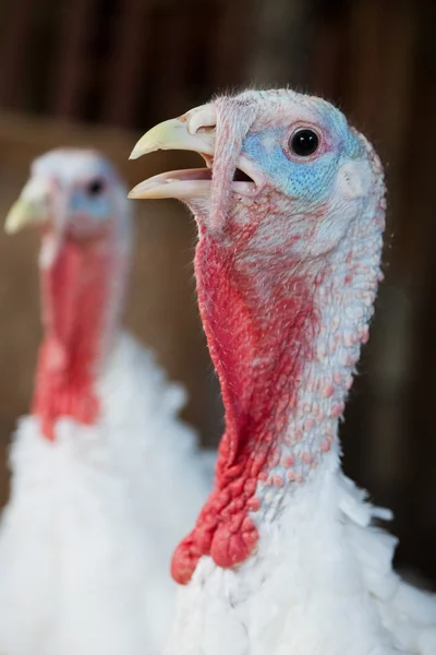 Primer plano de un pavo —  Fotos de Stock