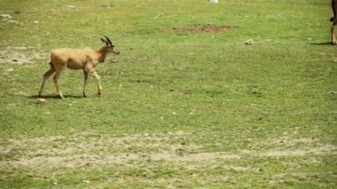 cape eland yürüyüş