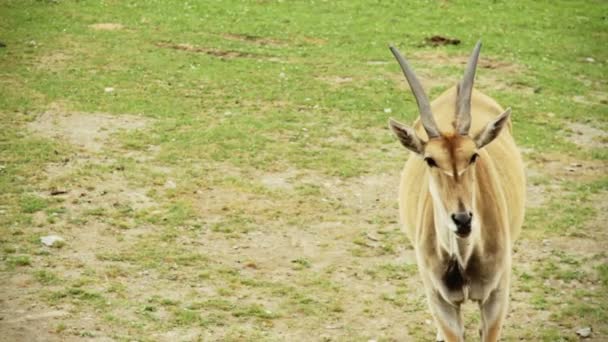 Cap Eland et mouches 