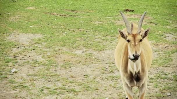 Ακρωτήριο eland και μύγες — Αρχείο Βίντεο
