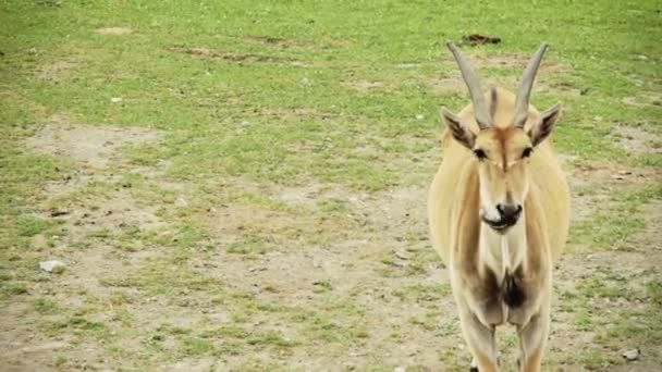 Cape Eland And Flies — Stock Video