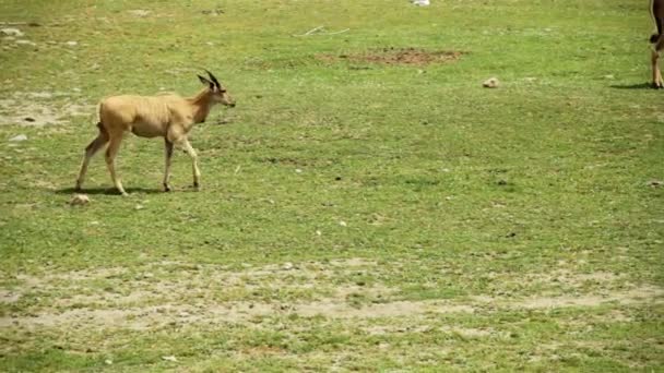 行走的角大羚羊 — 图库视频影像