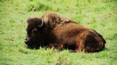 Amerikan bizonu yerde dinleniyor