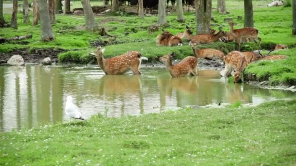 Herd of Fallow Deers — Stock Video