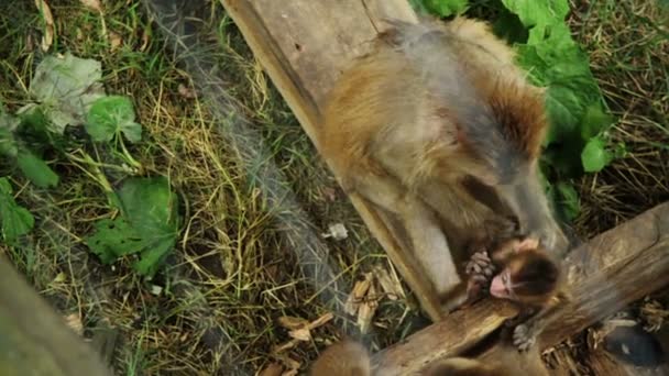 Japanese Macaque Mother Protecting her Baby from danger — Stock Video