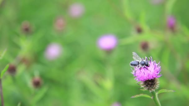 Abeja y flores — Vídeo de stock