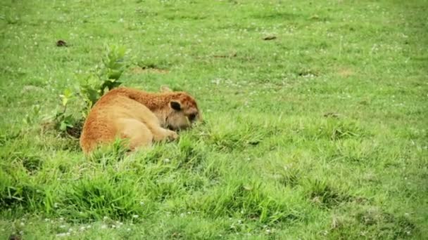 Baby amerikanska bison liggande ensam under en varm dag — Stockvideo