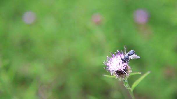 abeilles domestiques et fleurs 