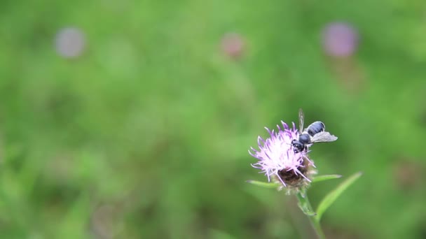 Honeybee and flowers — Stock Video