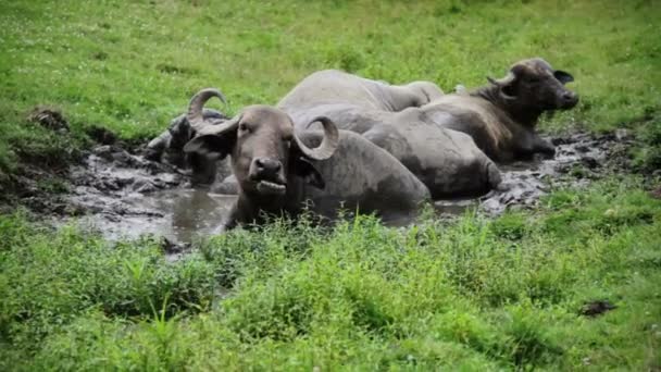 Gnu descansando en el agua debido al calor — Vídeos de Stock