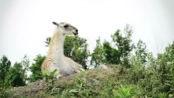 Vit guanaco — Stockvideo