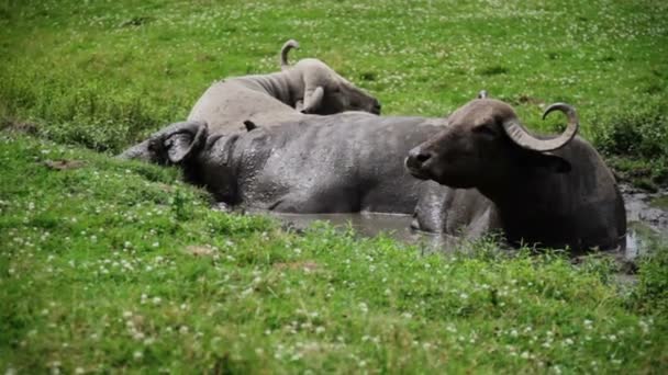 Gnu se reposant dans l'eau en raison du temps chaud 