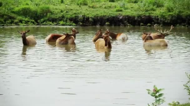 Troupeau de cerfs rouges — Video