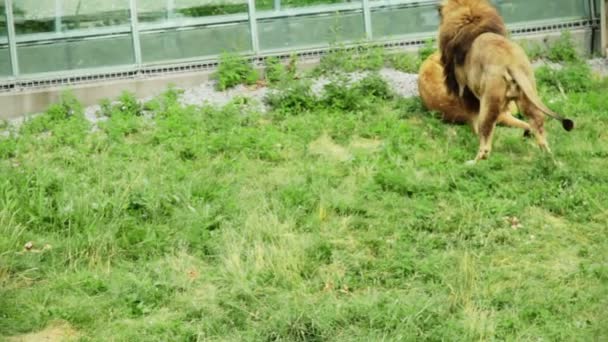 Lion petit conflit et LUTTE — Video