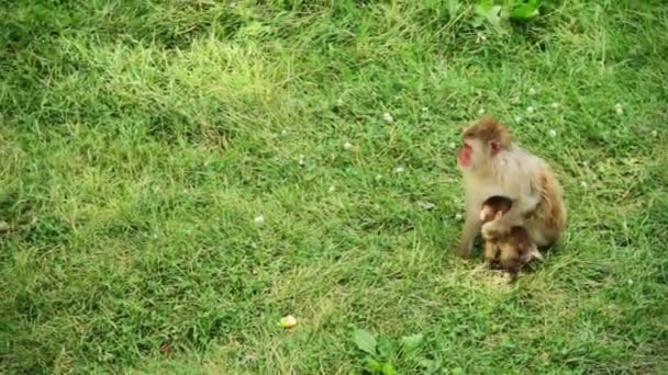 Mother protecting her baby of all danger — Stock Video