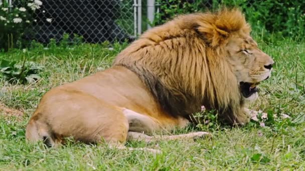 León Durmiendo y moviendo la cola — Vídeos de Stock