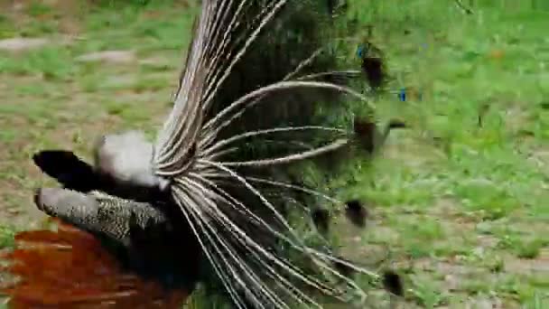 Peacock spread his wings — Stock Video