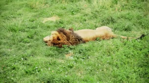 León Durmiendo y moviendo la cola — Vídeos de Stock