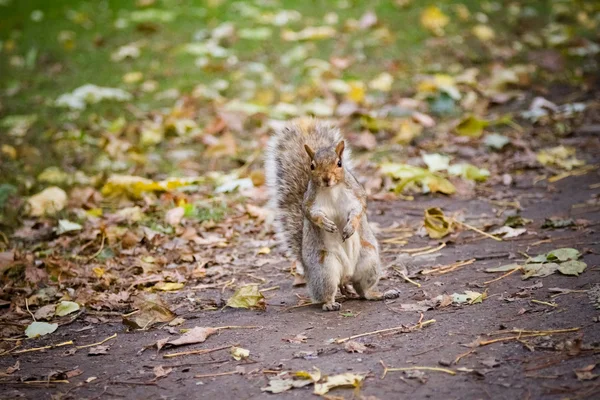 Eichhörnchen stehend — Stockfoto