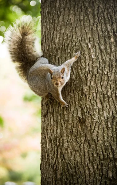 Ardilla en un árbol —  Fotos de Stock