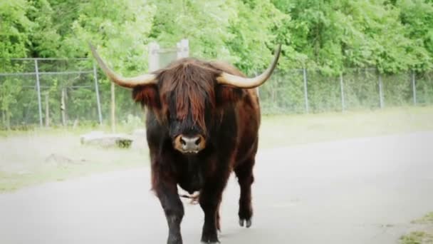 Vache des Highlands — Video