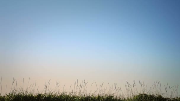 Blowing grass in silhouette — Stock Video