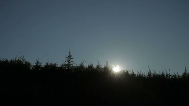 Blowing grass in silhouette — Stock Video