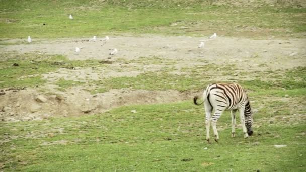 Zebra v přírodní rezervaci — Stock video