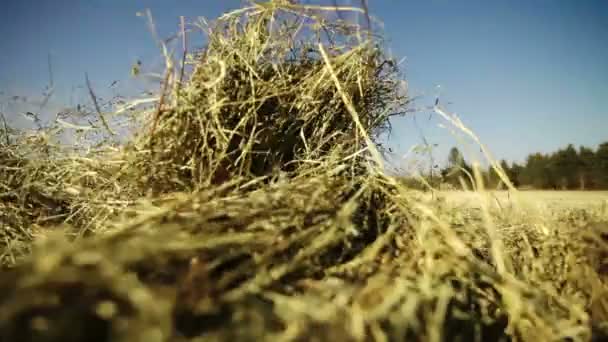 Throwing haystack — Stock Video